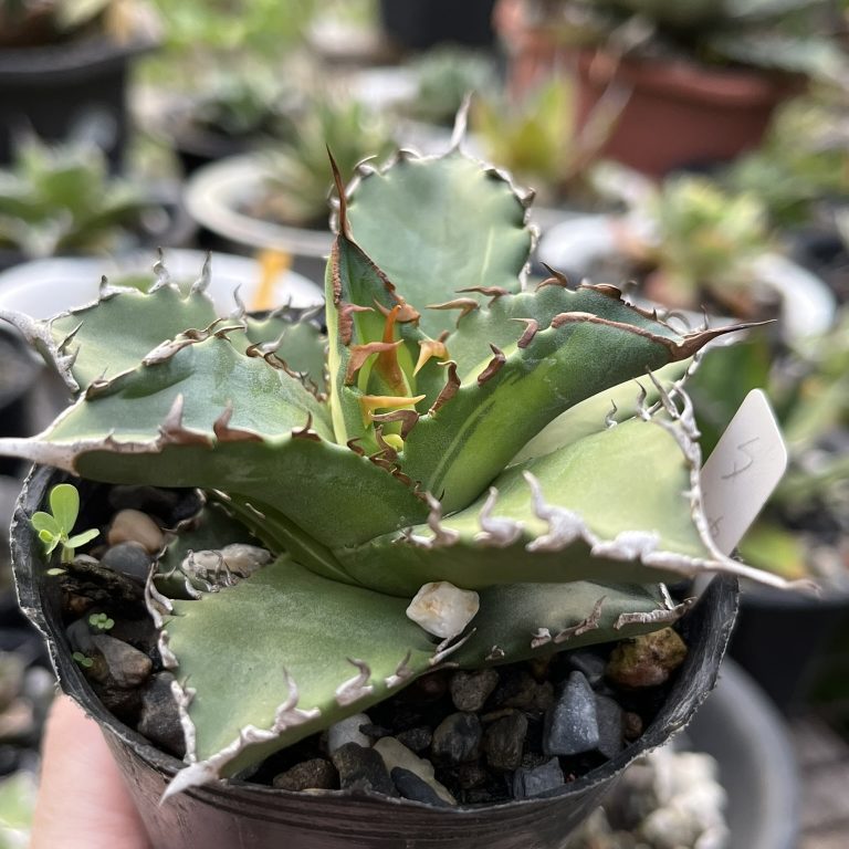 多肉仙人交易所