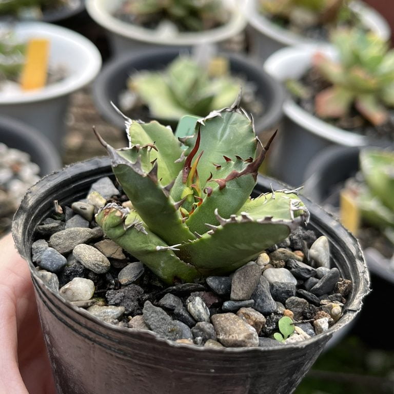 多肉仙人交易所