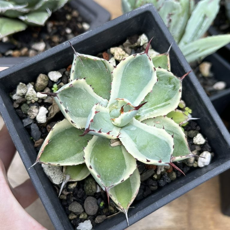 多肉仙人交易所