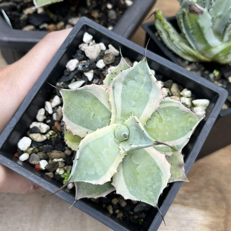 多肉仙人交易所