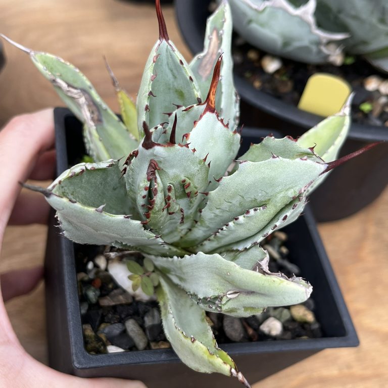 多肉仙人交易所