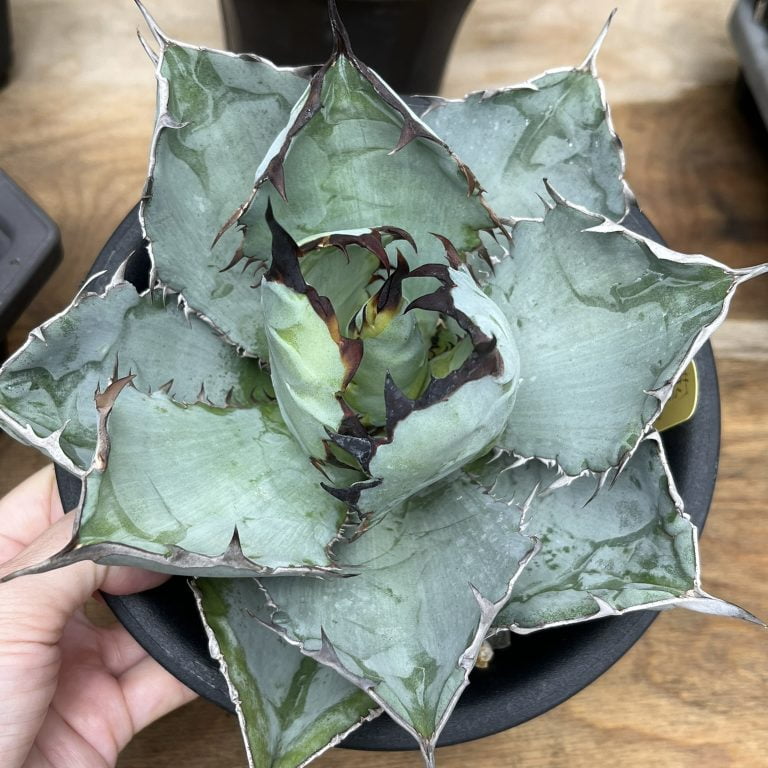 多肉仙人交易所