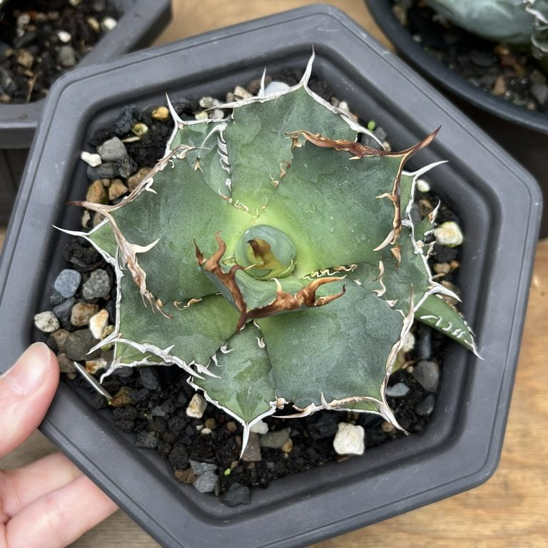 多肉仙人交易所