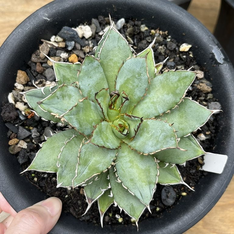 多肉仙人交易所