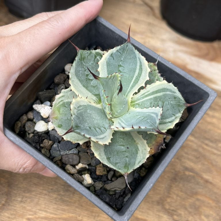 多肉仙人交易所