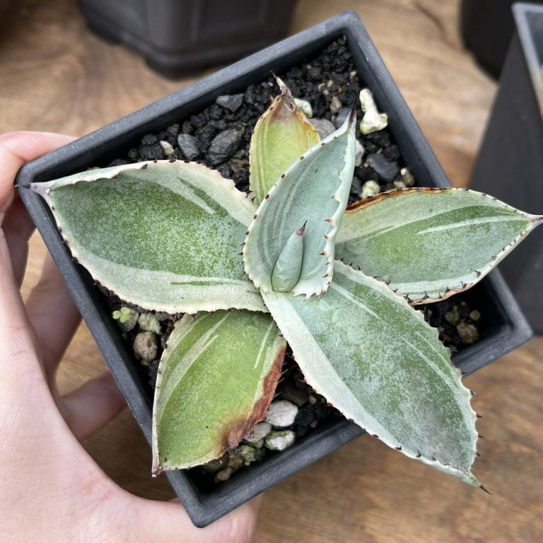 多肉仙人交易所