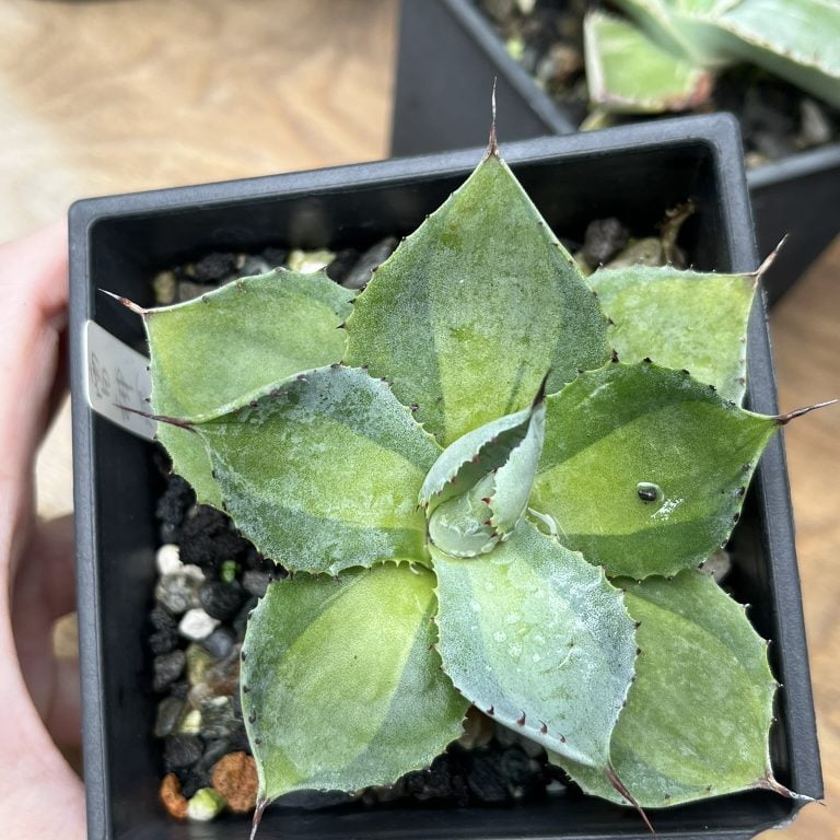 多肉仙人交易所