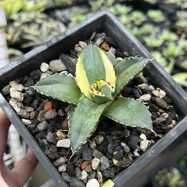 多肉仙人交易所