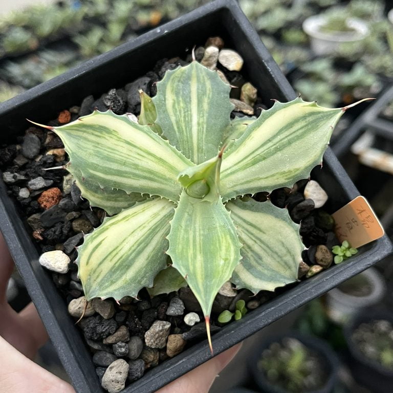 多肉仙人交易所