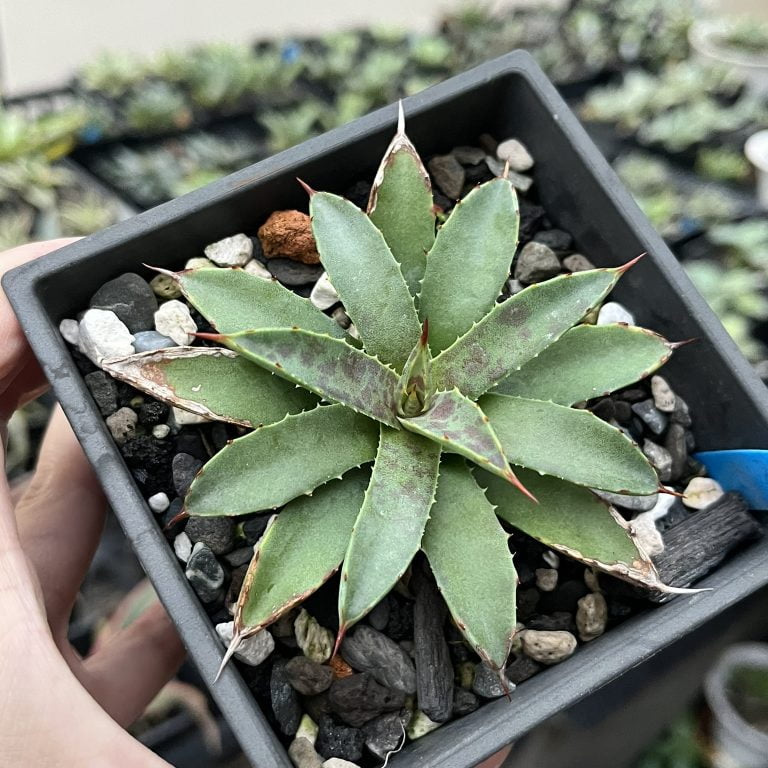 多肉仙人交易所