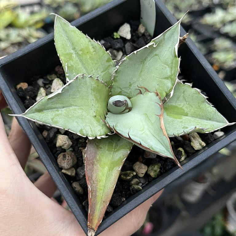 多肉仙人交易所