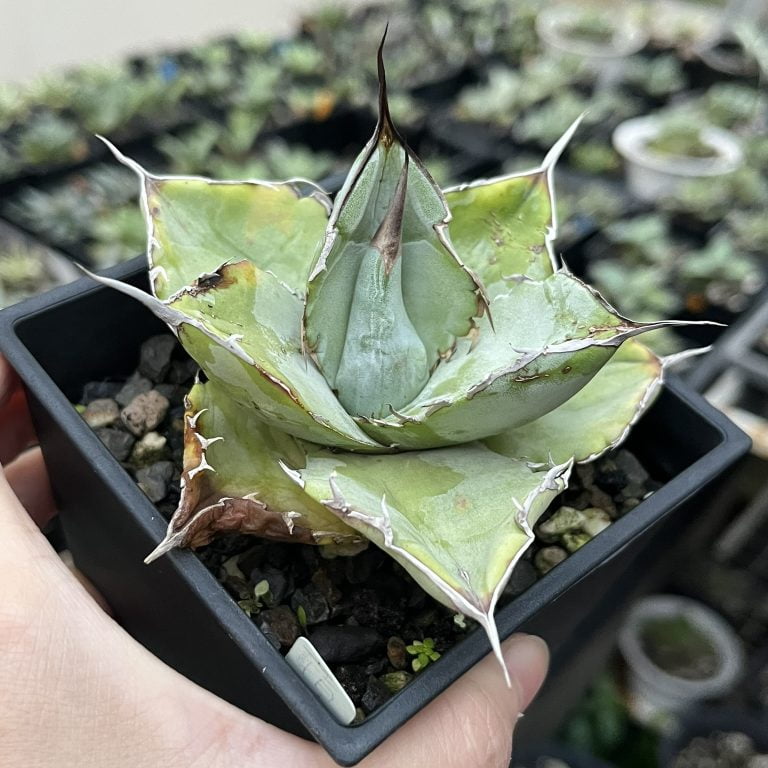 多肉仙人交易所