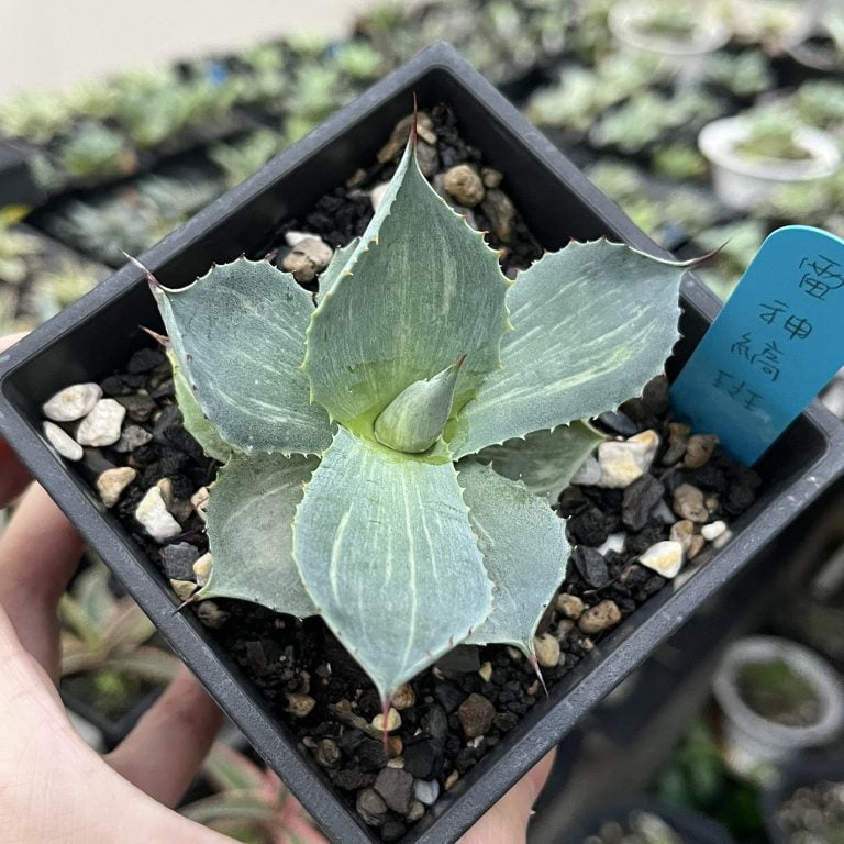 多肉仙人交易所