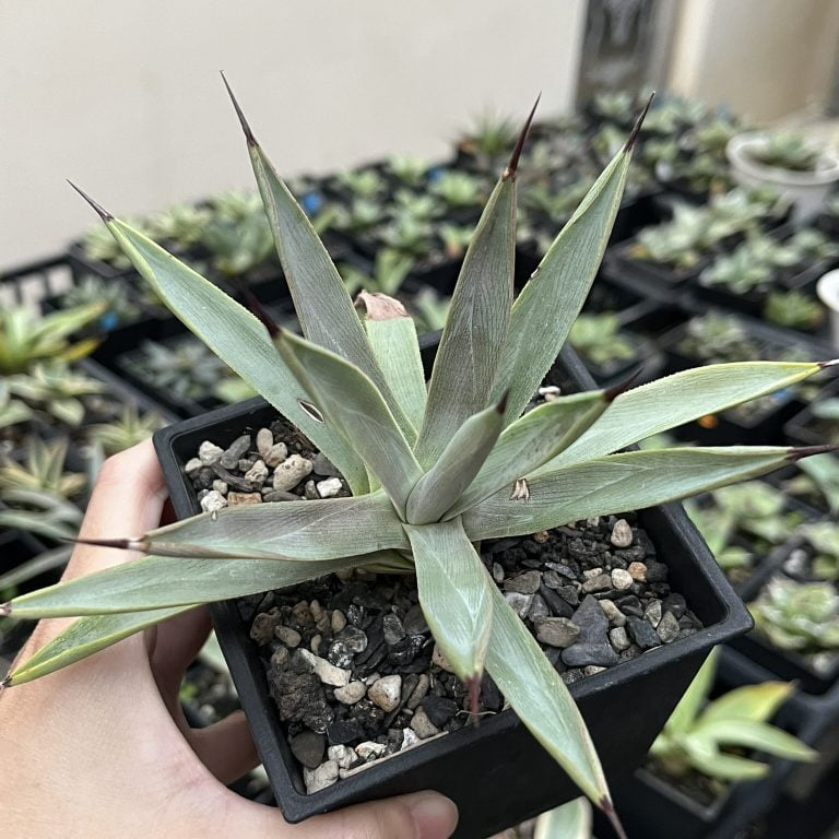 多肉仙人交易所