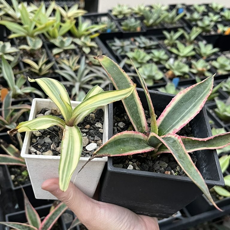 多肉仙人交易所