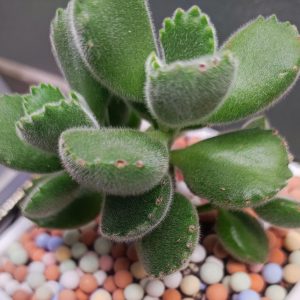 IMG_20240126_0713242