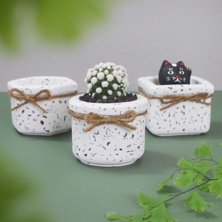 多肉仙人交易所