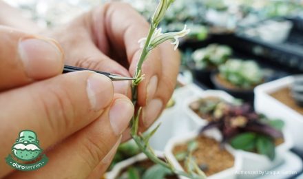 繁殖多肉植物有哪些方式?