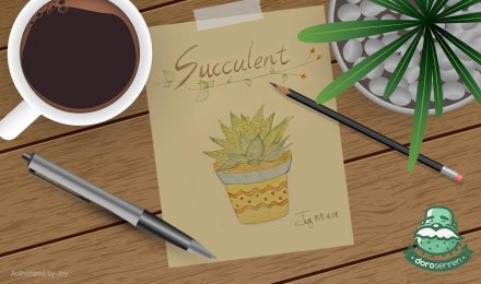 Joy的多肉植物栽種筆記