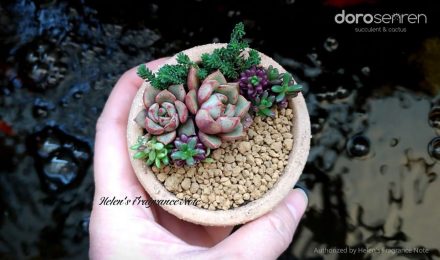 海倫's 多肉香氛手札