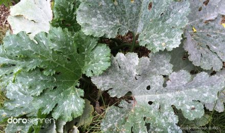 多肉疾病 白粉病